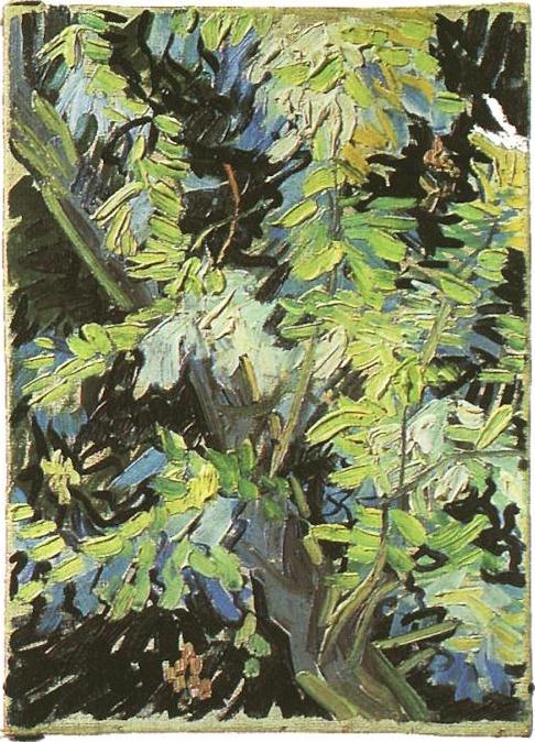 Blossoming Acacia Branches 