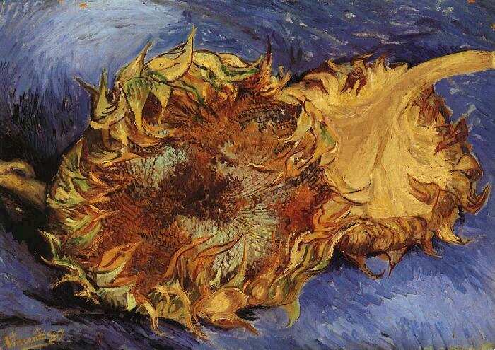 Two Cut Sunflowers