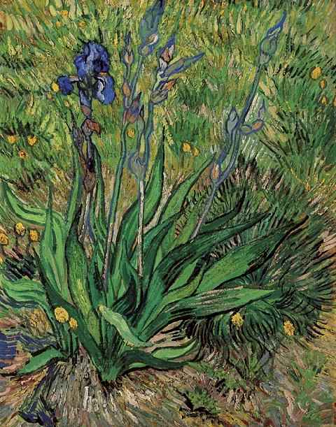 Iris, The 