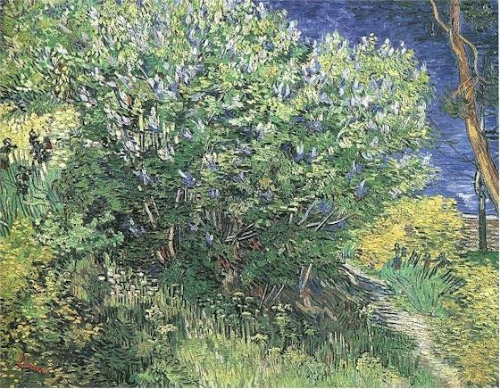 Lilacs 