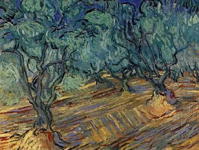 Olive Grove: Bright Blue Sky 