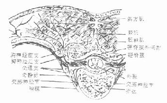经过第4胸椎横切面,表示脊神经后支的分布