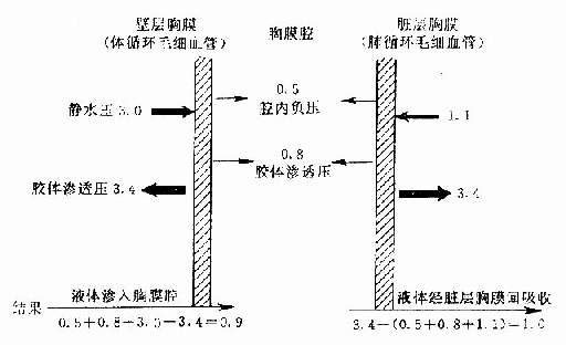 胸液循环与有关压力(kpa)关系示意图