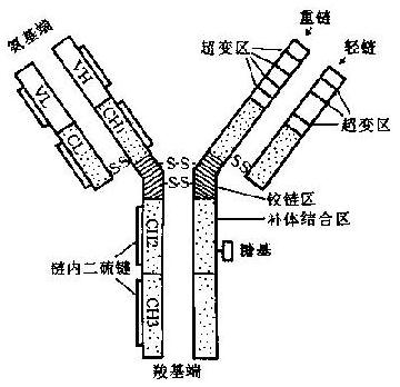 免疫球蛋白(IgG)结构模式图
