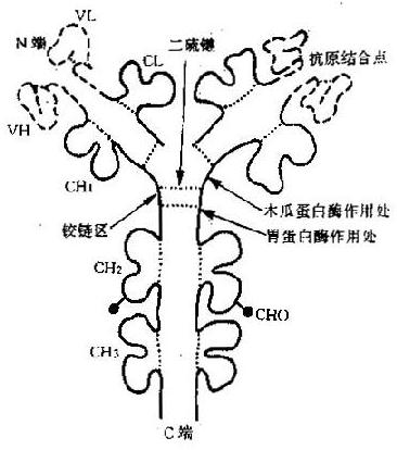 免疫球蛋白(IgG)的功能区示意图