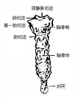 胸骨(前面)
