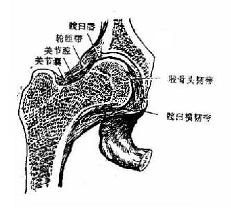 髋关节(冠状切面)