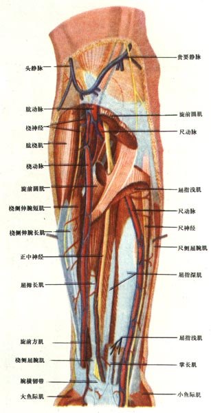 前臂前面(深层)