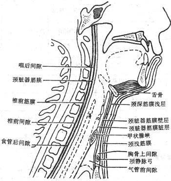 颈筋膜及颈筋膜间隙(正中矢状切面)
