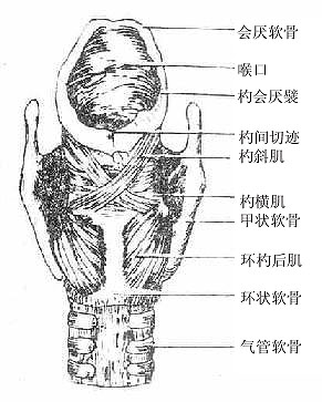 喉肌(后面)