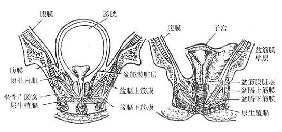 盆筋膜(男、女盆腔额状断面)