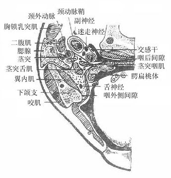 腮腺和面侧区不平断面(右侧,上面观)