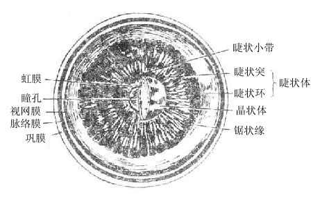 眼球前半(后面观,示睫状体)