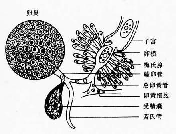 复殖吸虫成虫卵巢-卵巢模区结构