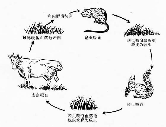 三宿主硬蜱(全沟硬蜱)发育类型