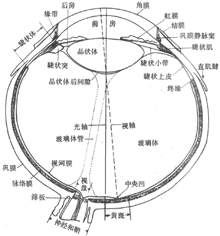 眼球的水平切面(右眼)