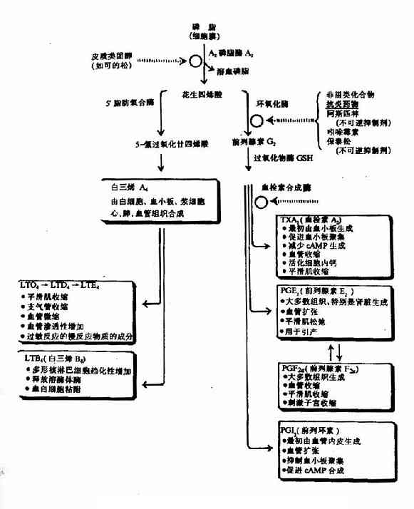 花生四烯酸生成PG,TX和LT概况