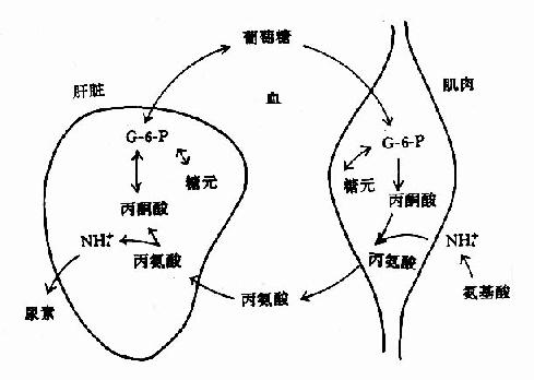 葡萄糖丙氨酸循环