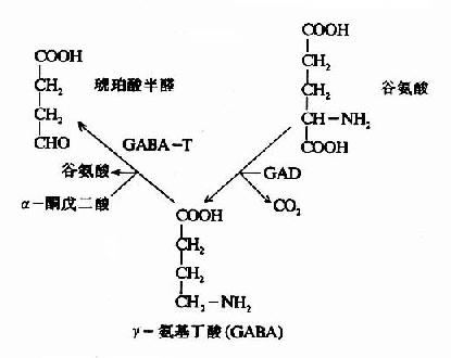 GAD和GABA-T的作用