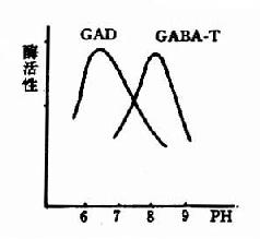 GAD与GABA-T的作用最适pH