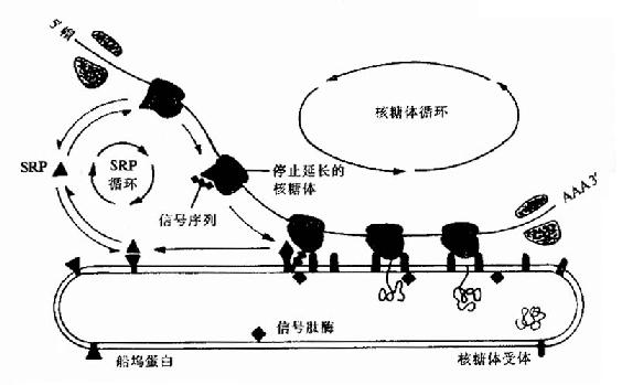 在蛋白质越过内质网的转运过程中,SRP和船坞蛋白(或SRP受体)的作用