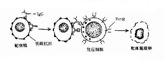 抗体依赖的细胞介导的细胞毒作用(ADCC)