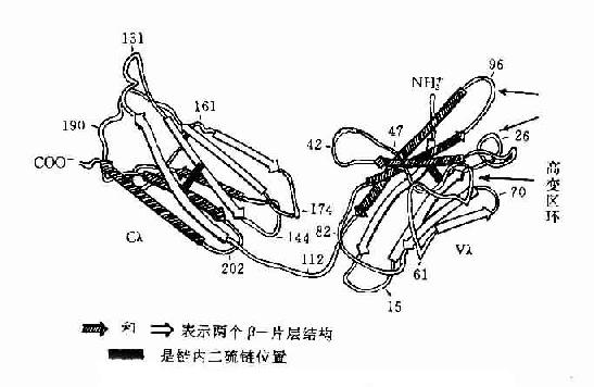 人Ig轻链(λ)多肽折叠示意图