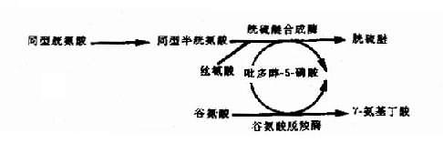 吡多醇-5-磷酸(PLP)作为多种酶的辅酶形式示意图