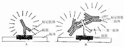 免疫细胞化学直接法(A)与间接法(B)示意图