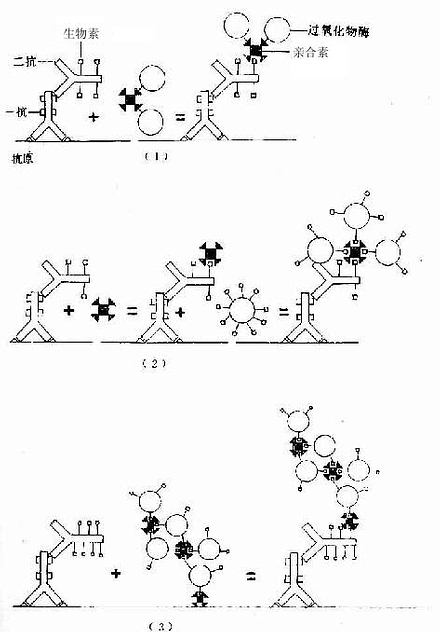 生物素-亲合素免疫细胞化学示意图