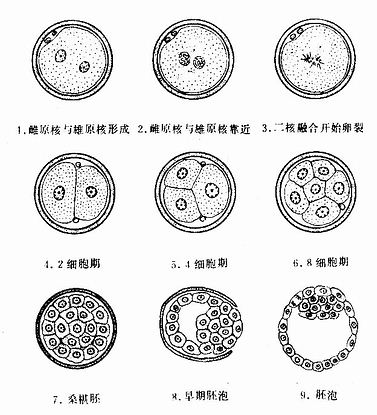 卵裂和胚泡形成(第1周)