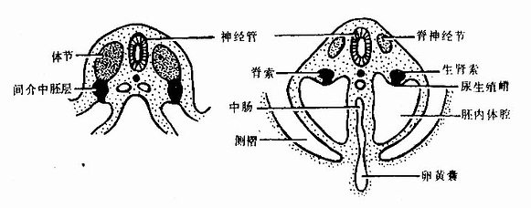 生肾索与尿生殖嵴的形成(第4周人胚横切)