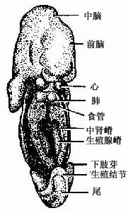 中肾嵴与生殖腺嵴发生(腹面观)