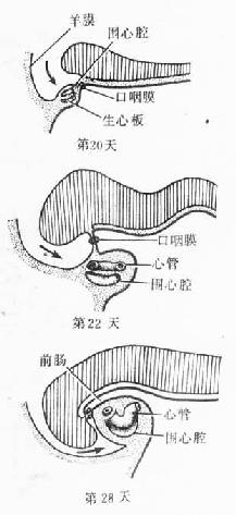 原始心血管系统模式图(第4周)