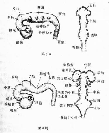 脑泡的发生及演变(侧面观及冠状切面观)